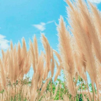 红牛卡丁车世界巡回赛破解版下载